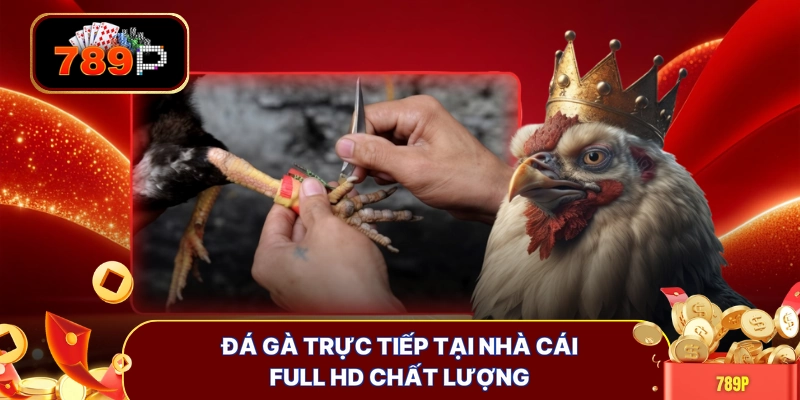 Đá gà trực tiếp tại nhà cái full HD chất lượng